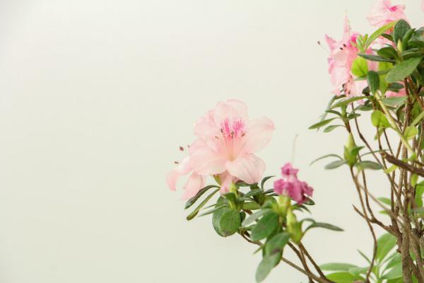 杜鹃干叶子是怎么回事