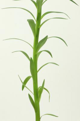 百合花叶子发黄是怎么回事,怎么救