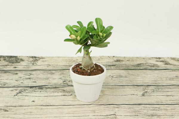 沙漠玫瑰叶子发黄掉落怎么办