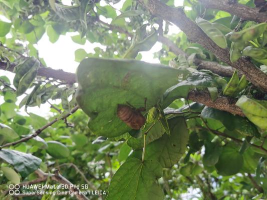 紫荆黄叶的原因和处理办法