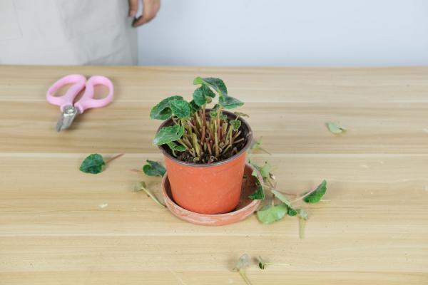 仙客来黄叶的原因和处理办法