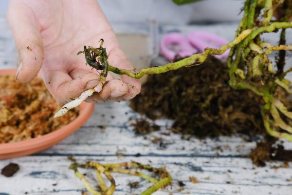 蝴蝶兰黄叶的原因和处理办法