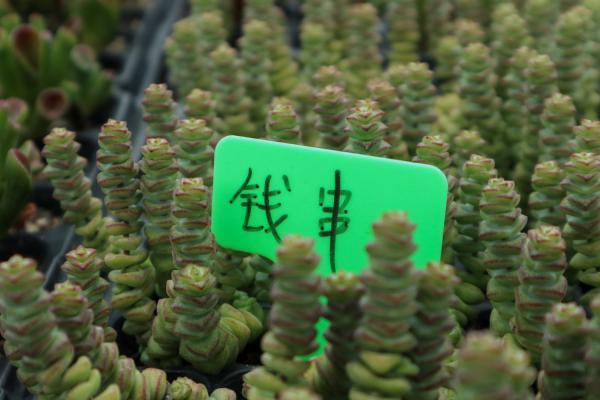 钱串子叶子发黄是怎么回事