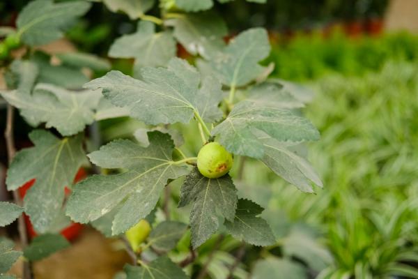 无花果叶子发黄是什么原因