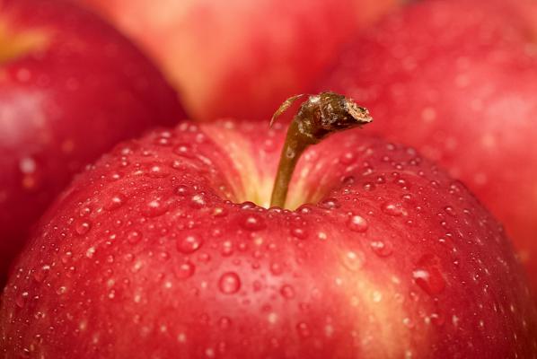 苹果树叶黄斑什么原因