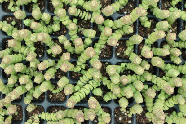 钱串串叶子黄了怎么办