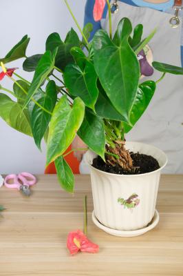 红掌叶子发黄怎么办，要剪掉吗