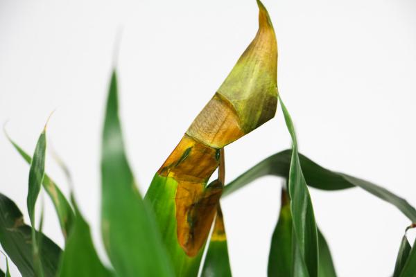 富贵竹叶子发黄怎么救