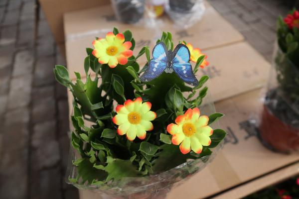 龙骨花黄叶是怎么回事