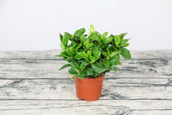 枙子花叶子黄了怎么办