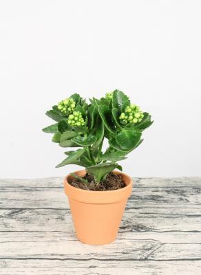 栀子花黄叶掉叶怎么办，别慌，教你一招就变绿！