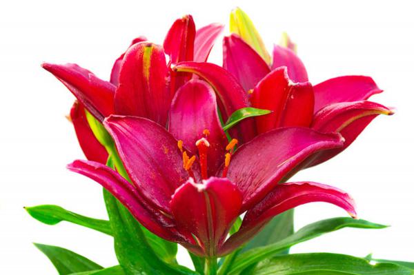 百合花叶子黄了怎么办