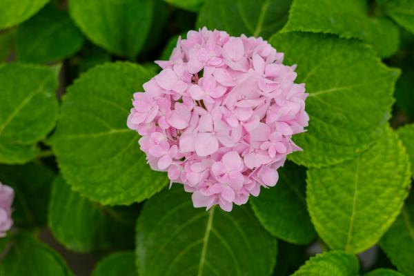 绣球花叶子发黄边缘干枯怎么办