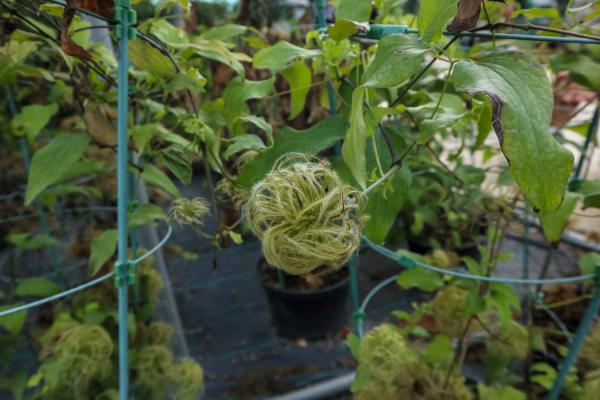 铁线莲叶子发黄怎么办