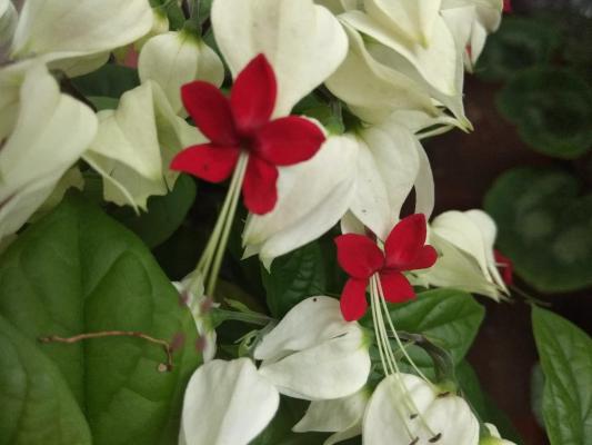 龙吐珠叶子发黄怎么办