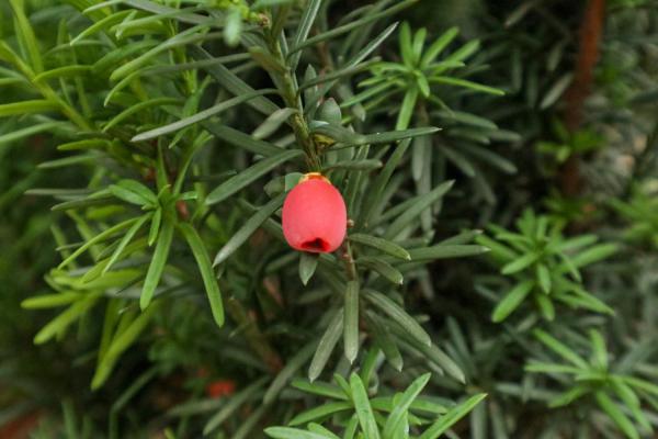 红豆杉叶子发黄怎么办