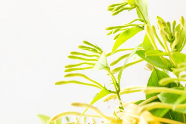 金银花叶子发黄怎么办