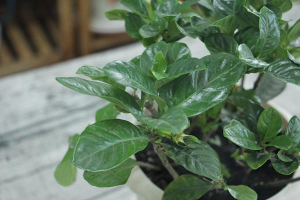 刚买的栀子总发黄？学1招，3天黄叶变绿叶，花朵咕噜噜...