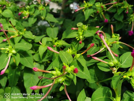 叶子黄了不要怕,继续看下去,教你几招拯救紫茉莉!