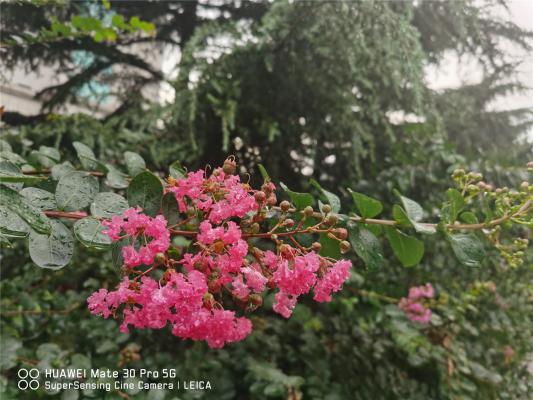 紫薇树长黑叶怎么办?处理方法是关键!