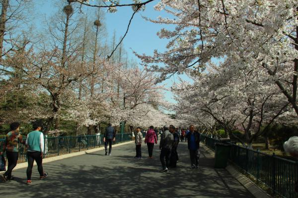 樱花掉叶子要怎么办