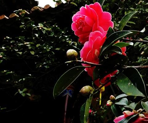 茶花掉叶子怎么办