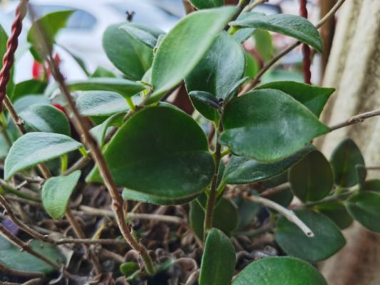 口红花掉叶子怎么办