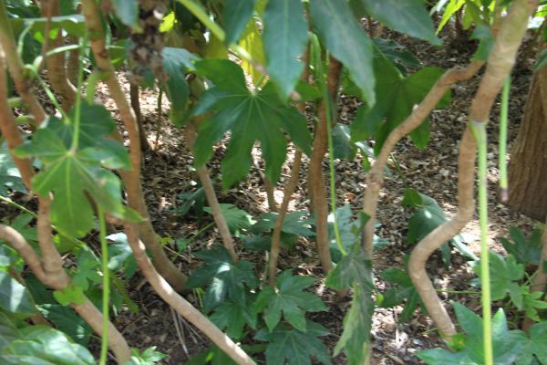 八角金盘叶子发黄怎么回事