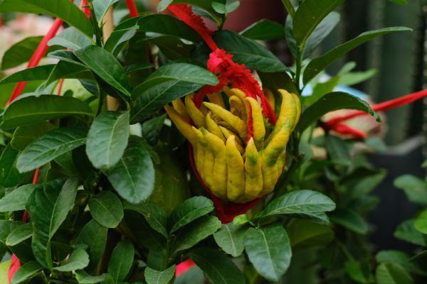 佛手叶子发黄、掉叶子是怎么回事