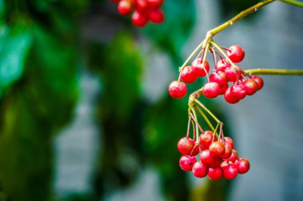 朱砂根（富贵籽）叶子发黄是怎么回事