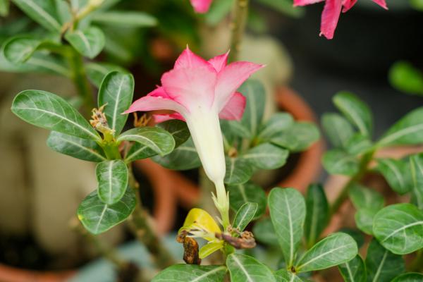 刚买的沙漠玫瑰叶子发黄怎么办