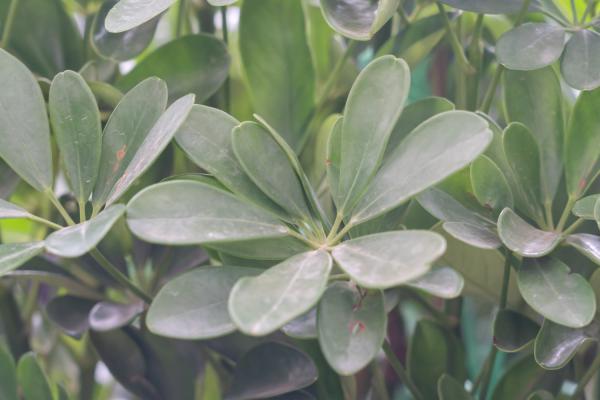 鸭脚木叶子发黄掉了是怎么回事