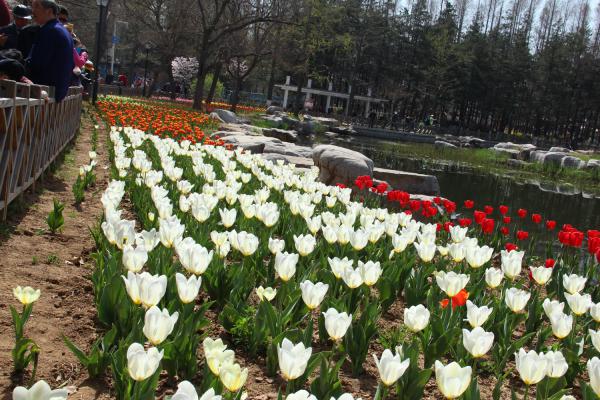 郁金香叶子发黄怎么办