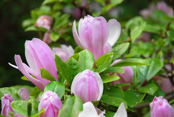 白兰花叶子发黄怎么办