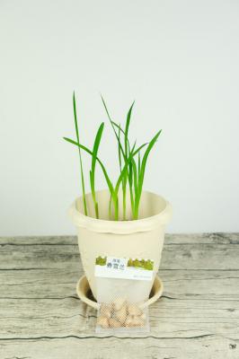 香雪兰叶子发黄怎么办