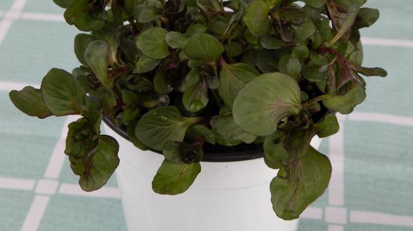 薄荷叶子发黄怎么办