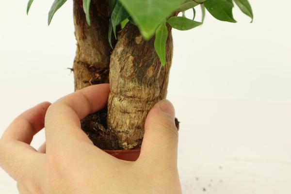 发财树烂根用什么消毒,腐烂发臭怎么办