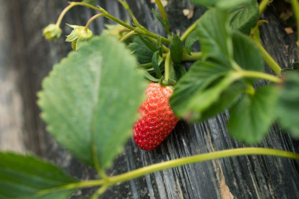 草莓烂根怎么处理