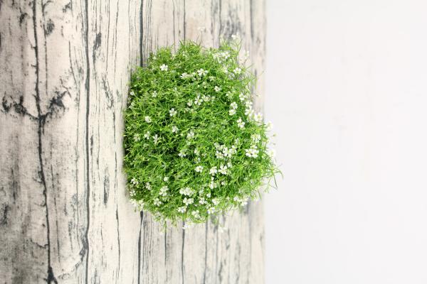 满天星烂根怎么办