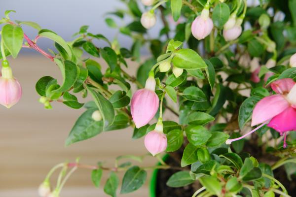 倒挂金钟烂根怎么办