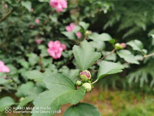 木槿烂根怎么办