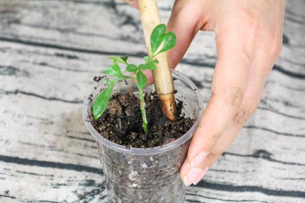 米兰花烂根了怎么办
