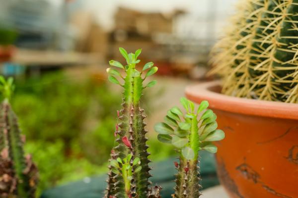 龙骨花烂根的防治技巧