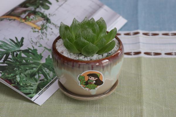 玉露烂根怎么办