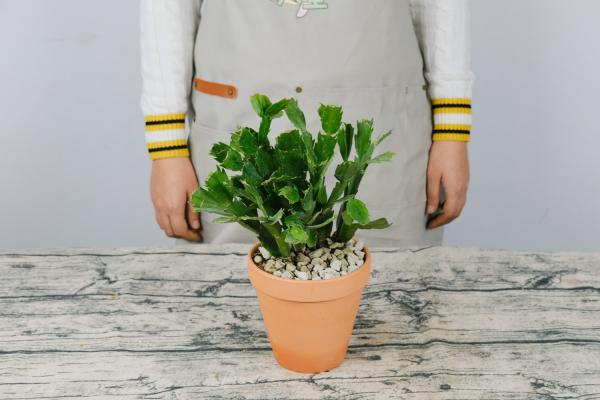 蟹爪兰烂根怎么办