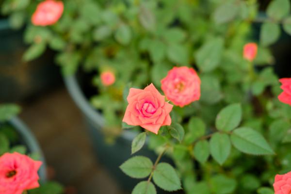 月季花生红蜘蛛怎么办