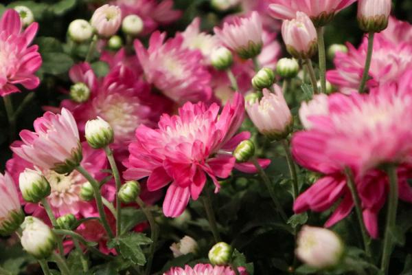 菊花生虫了该怎么办