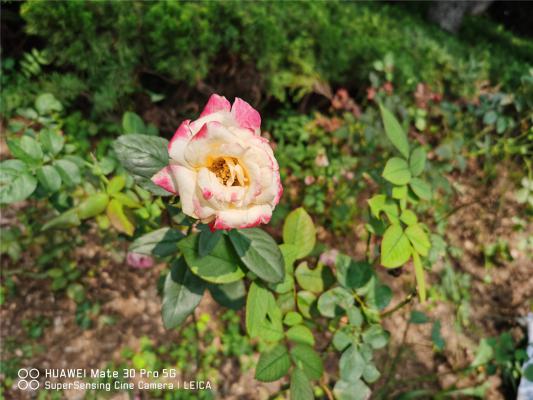 月季花爱招虫，给你支3招，让它从此摆脱“药罐子”称号...