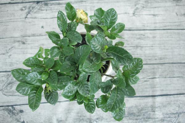 栀子花长腻虫怎么办