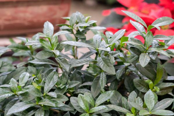 栀子花长白粉虱怎么办